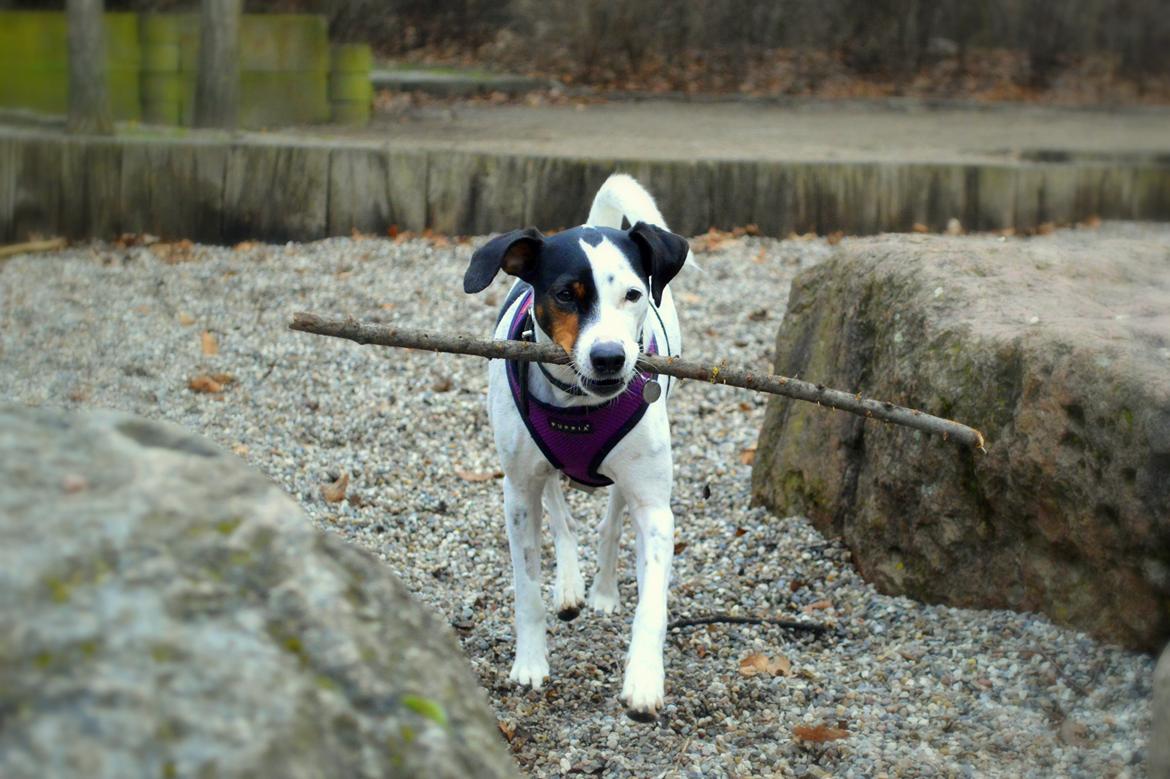 Dansk svensk gaardhund Sniffer [Bedste ven] - En dejlig forårstur i Fælledparken, 2/4 2014. billede 33