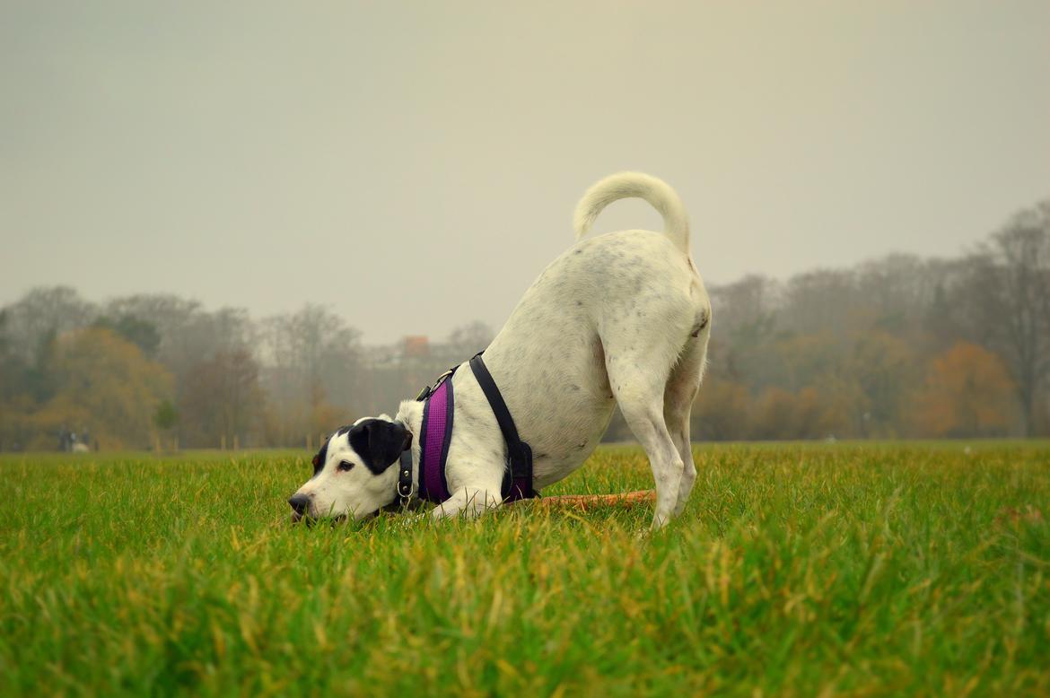 Dansk svensk gaardhund Sniffer [Bedste ven] - En dejlig forårstur i Fælledparken, 2/4 2014. billede 26