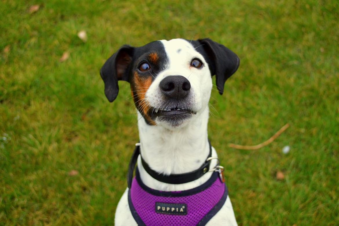 Dansk svensk gaardhund Sniffer [Bedste ven] billede 23