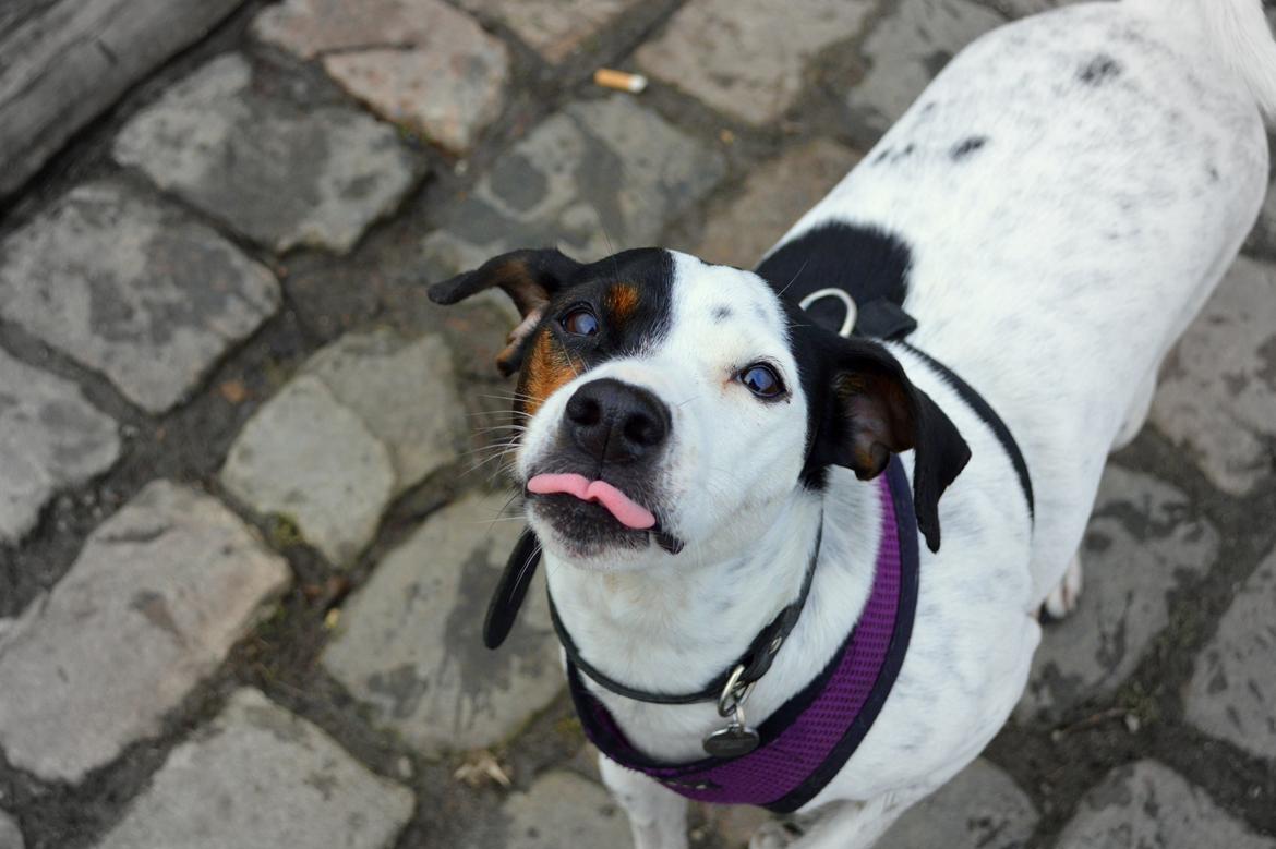 Dansk svensk gaardhund Sniffer [Bedste ven] billede 24