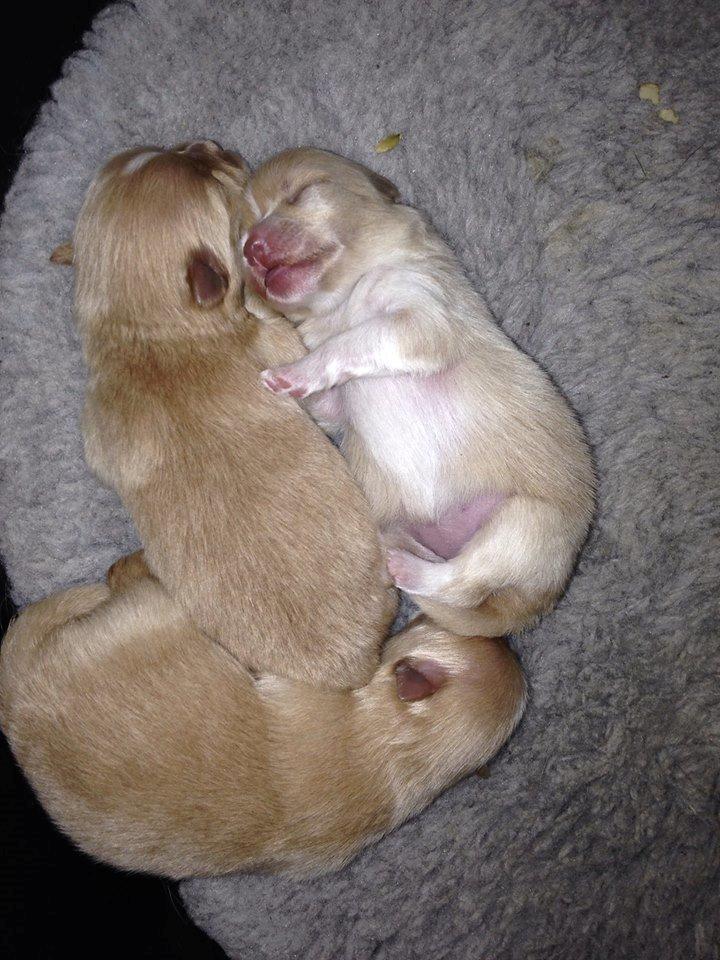 Pomeranian Cleo - Cleo 34 dage (Hende til venstre med foden i maden) billede 2