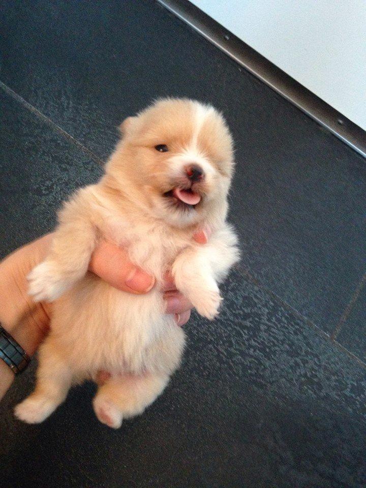 Pomeranian Cleo - Cleo 17 dage gammel billede 4