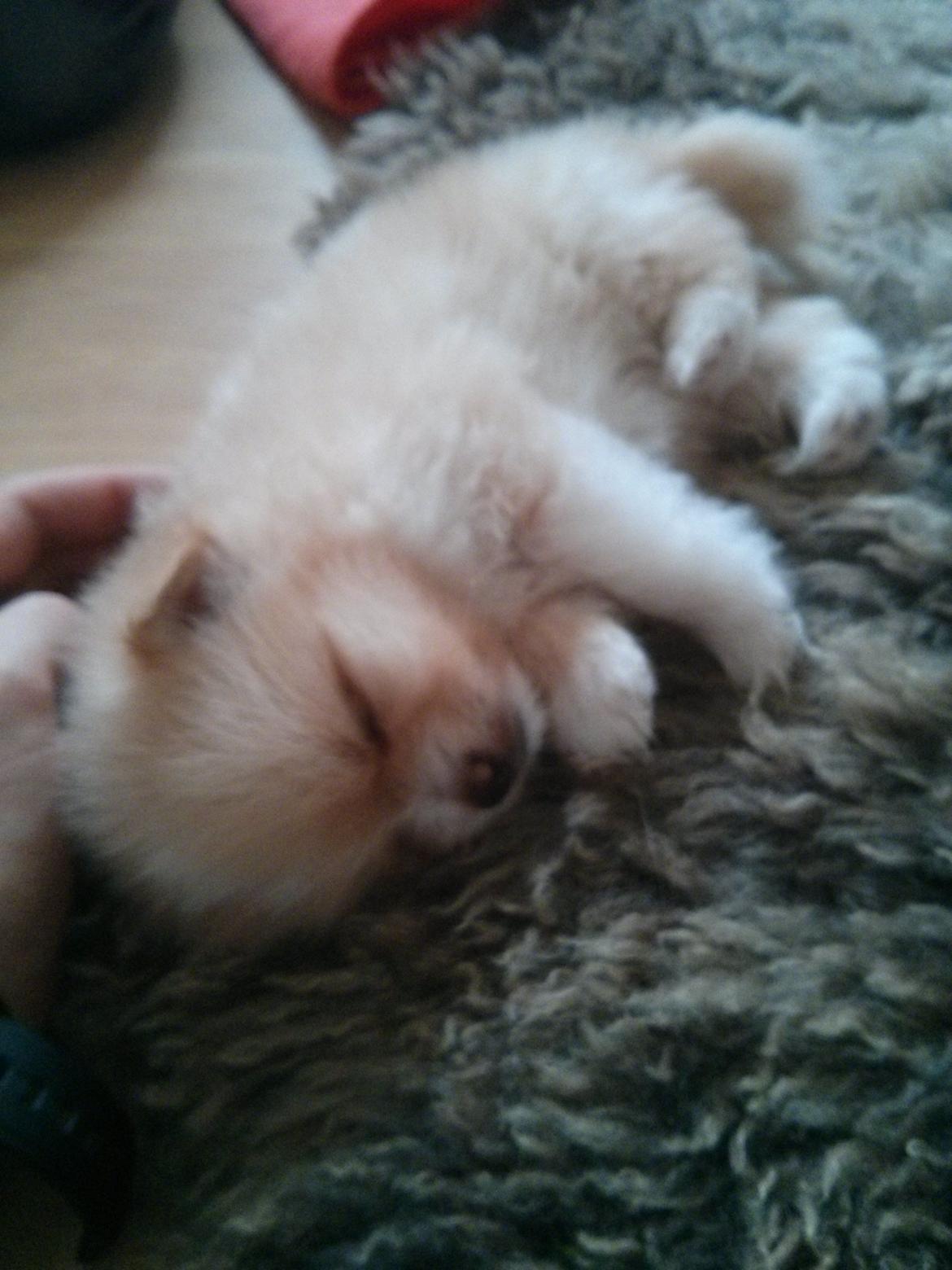 Pomeranian Cleo - Cleo 30 dage gammel billede 5