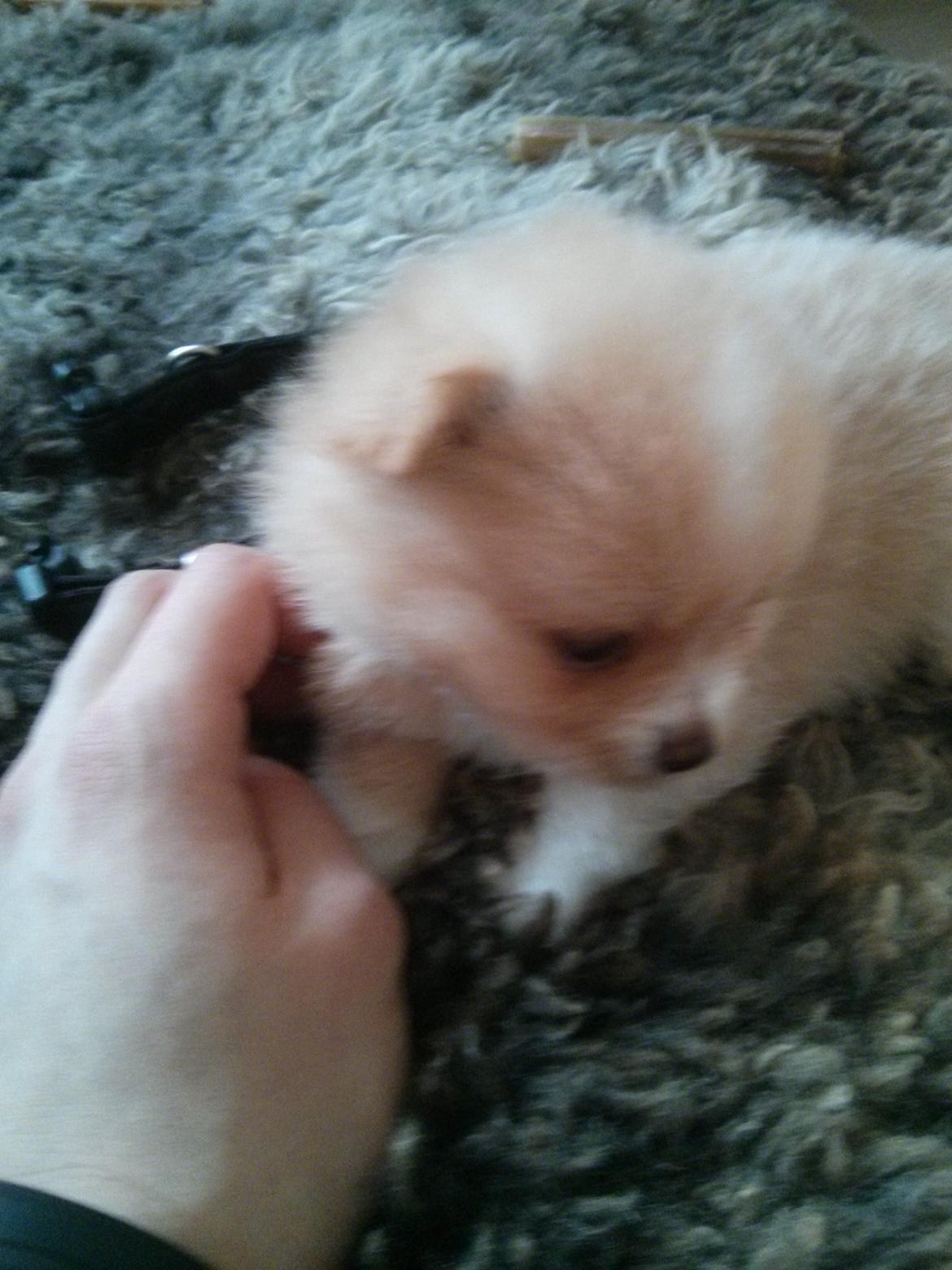 Pomeranian Cleo - Cleo 30 dag gammel billede 6