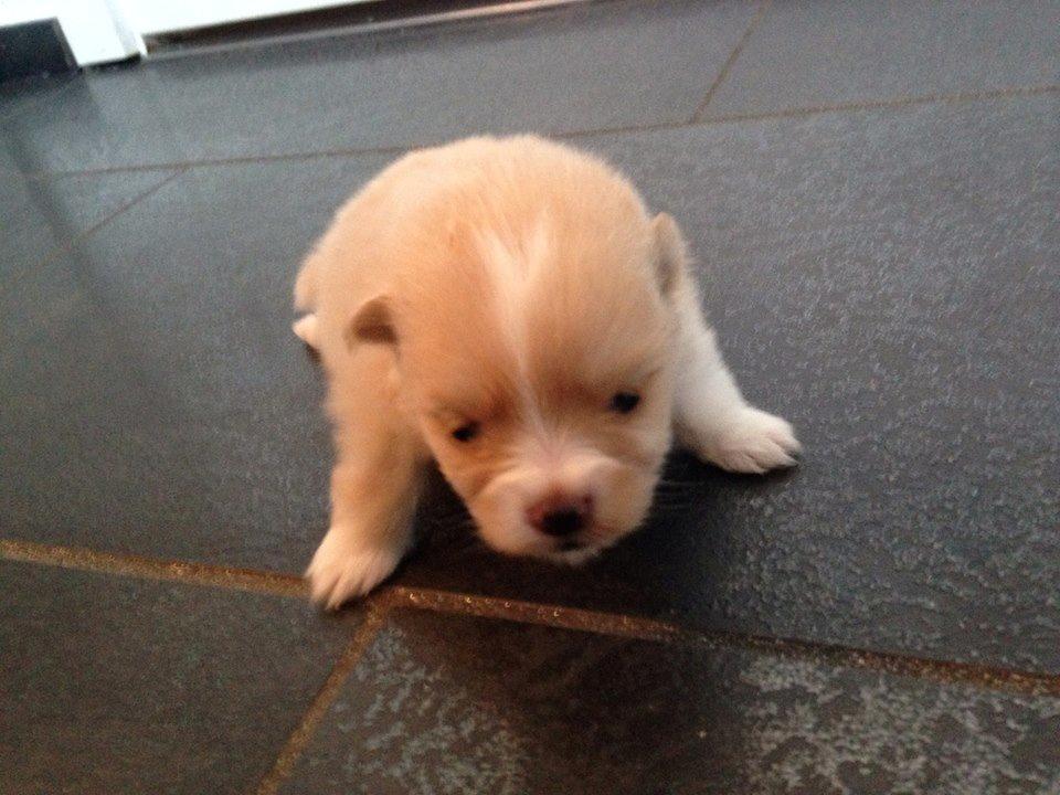Pomeranian Cleo - 17 dage gammel billede 3
