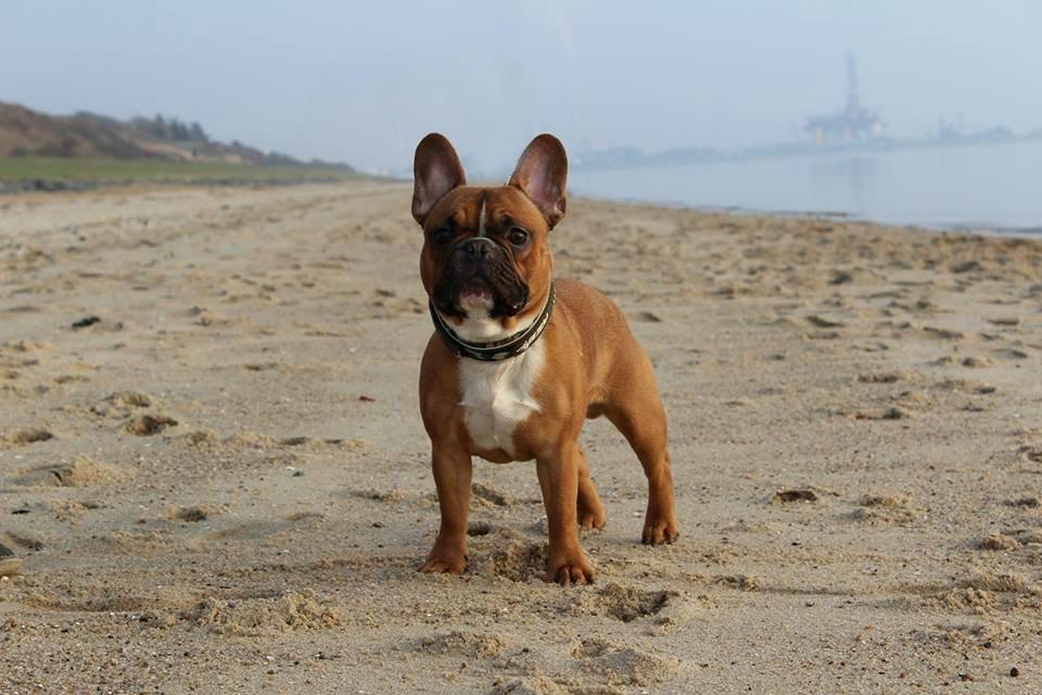Fransk bulldog Arnold - 10 måneder gammel - 4. Marts 2014 billede 23