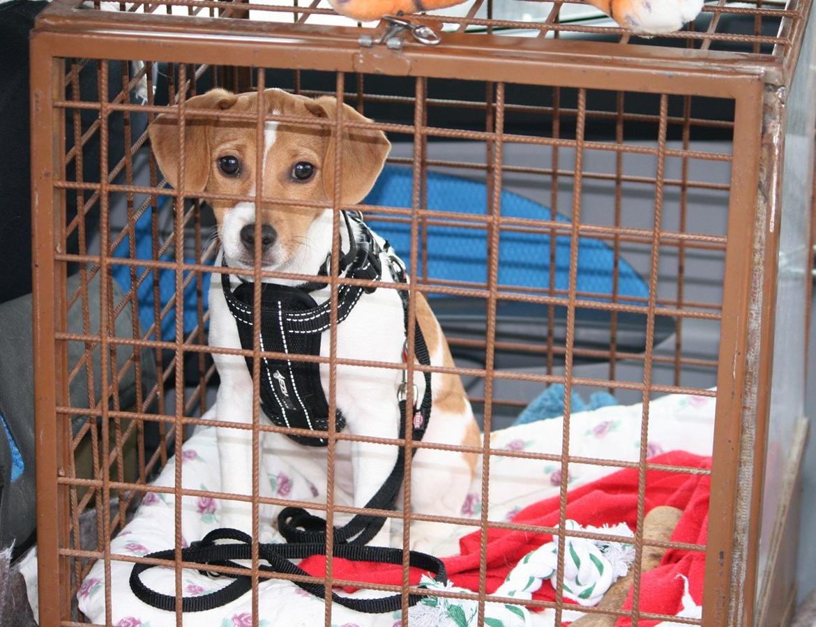 Dansk svensk gaardhund Sørøver Zallie - Zallie har indviet sit hundebur. Hun skal nemli med på job fra næste uge. billede 4