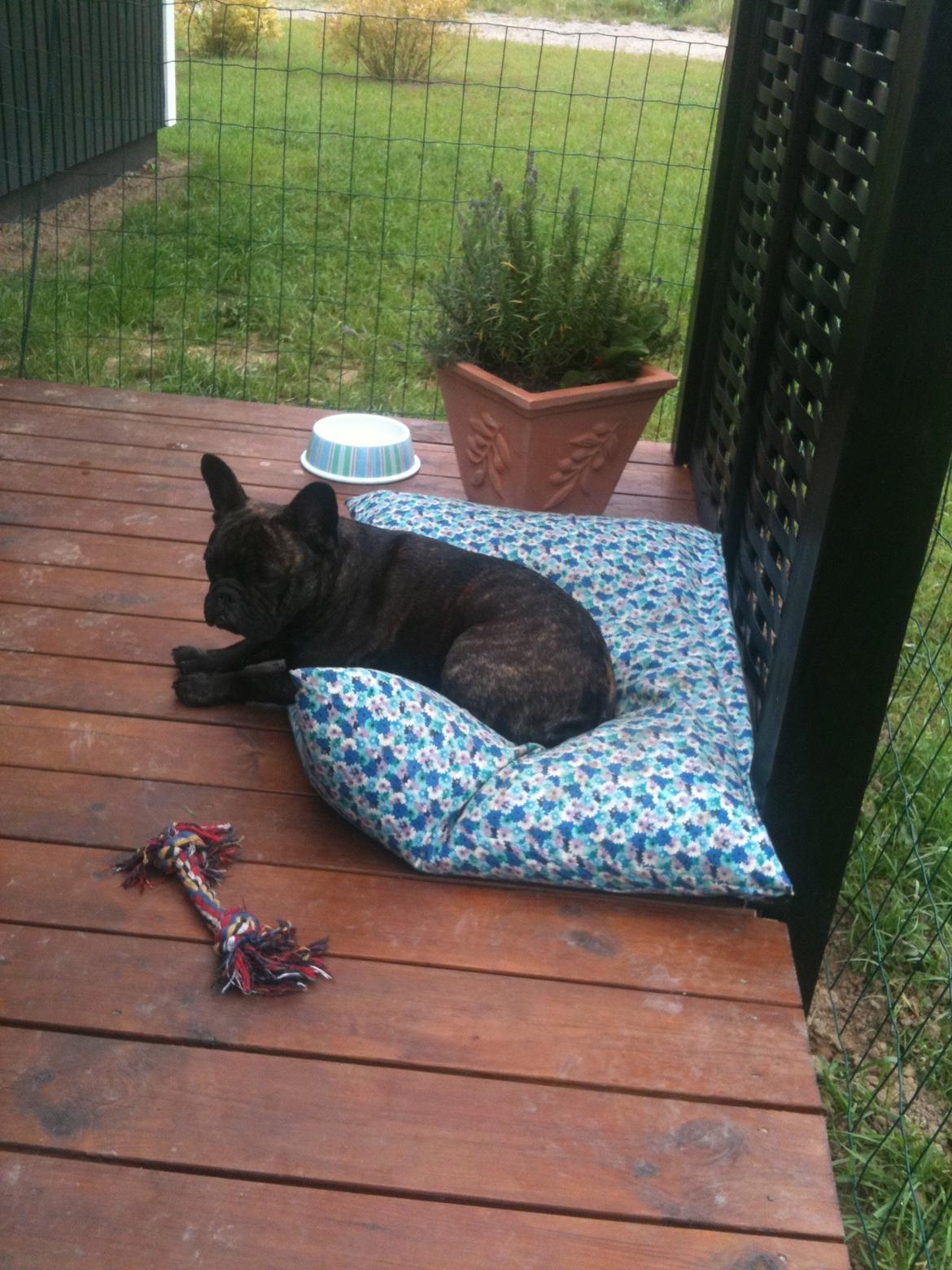 Fransk bulldog Cirkeline billede 1