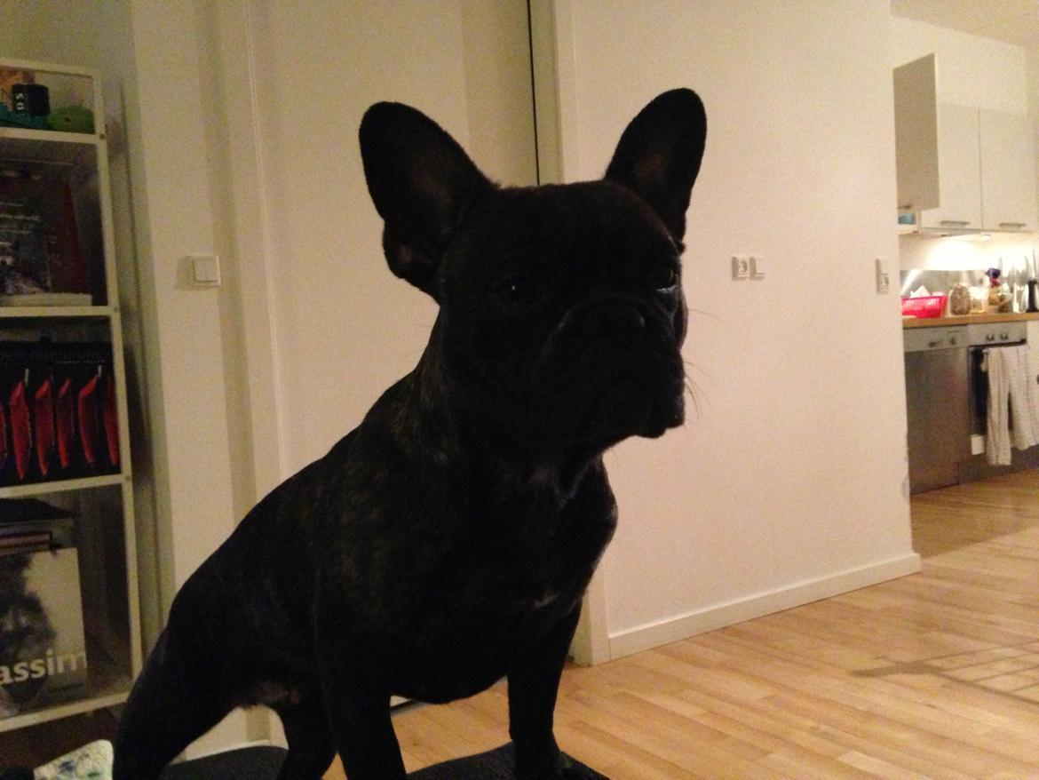 Fransk bulldog Cirkeline billede 3