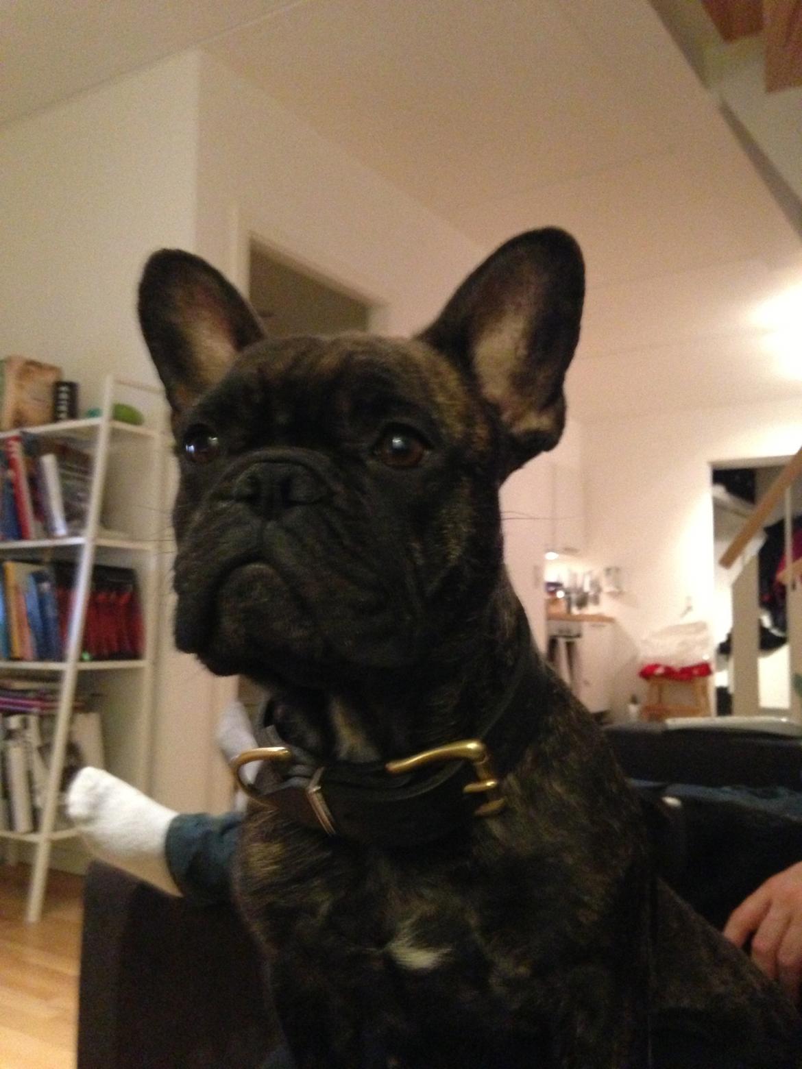 Fransk bulldog Cirkeline billede 4