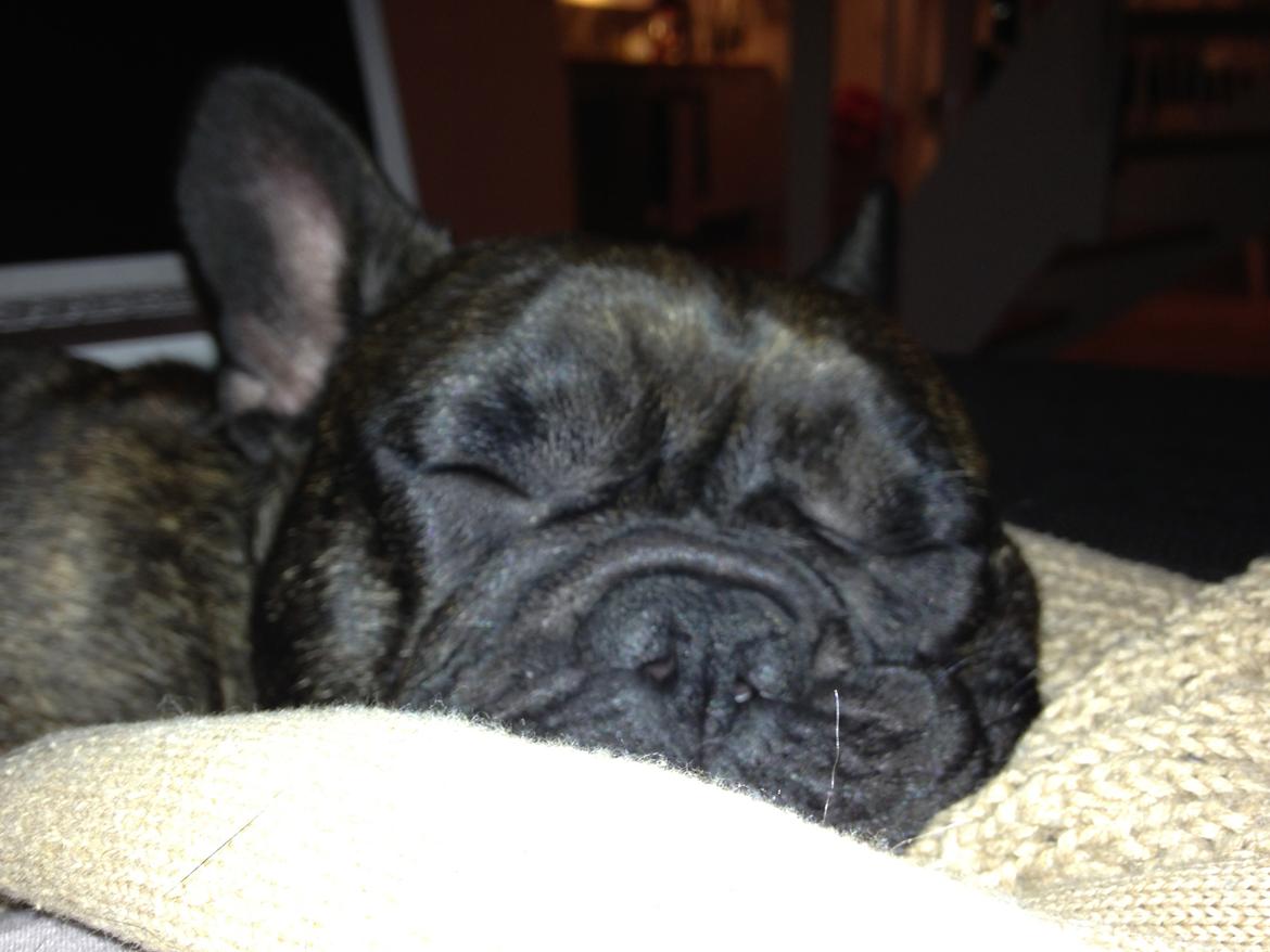 Fransk bulldog Cirkeline billede 5