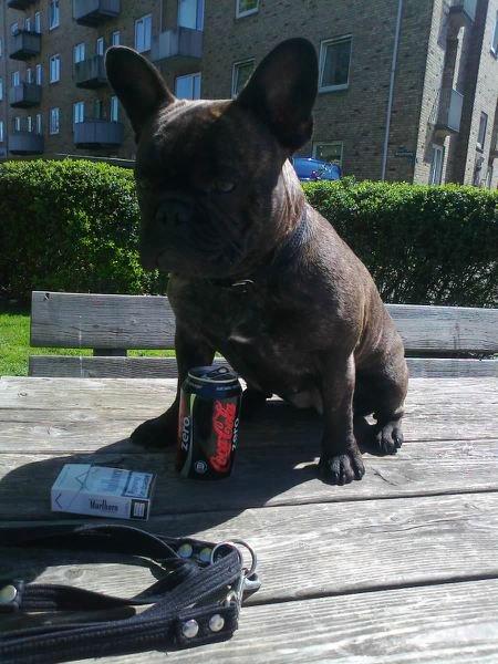 Fransk bulldog Cirkeline billede 2