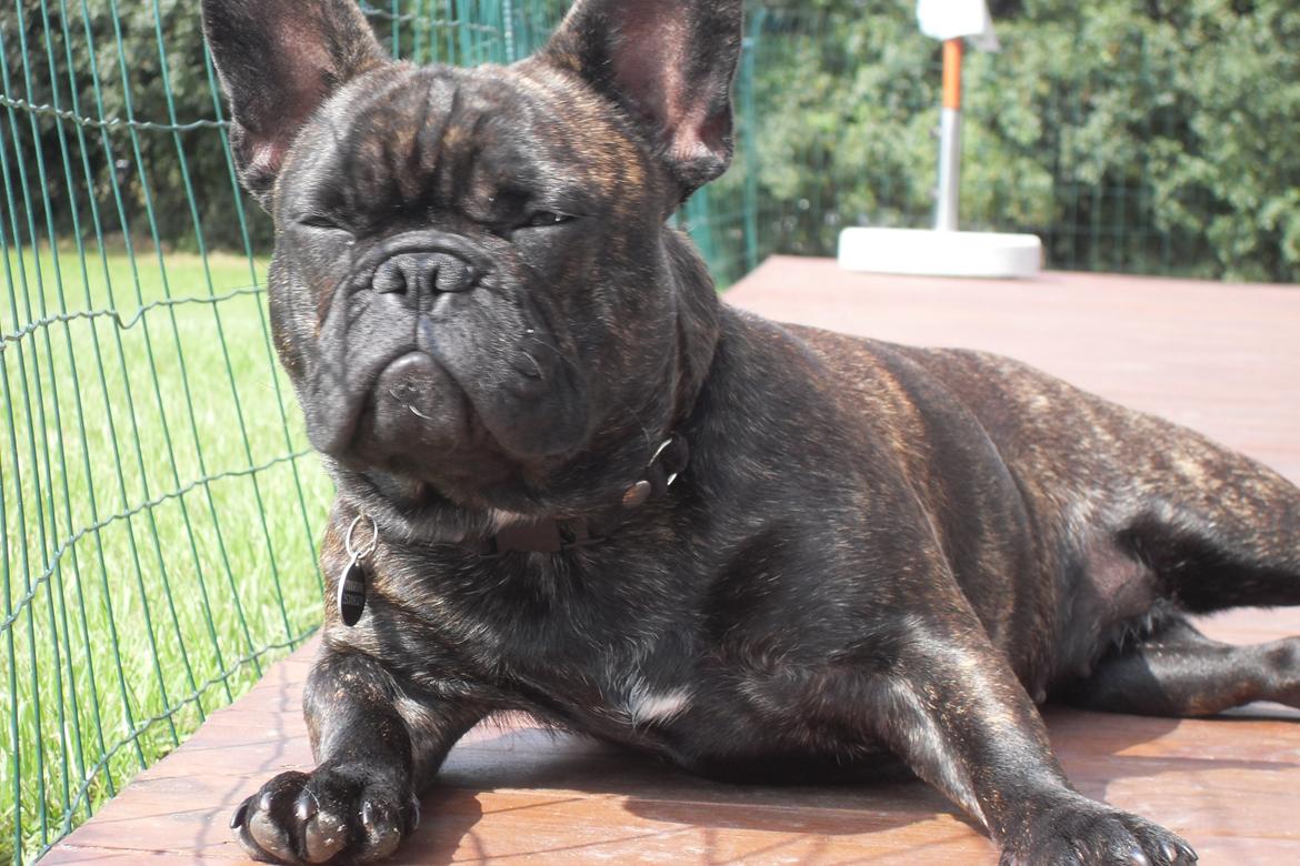 Fransk bulldog Cirkeline billede 6