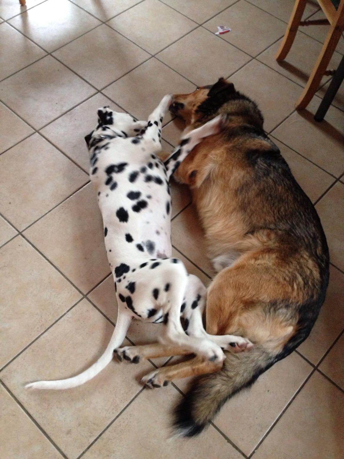 Dalmatiner Inky Gipsy Curias Jay Jay billede 3