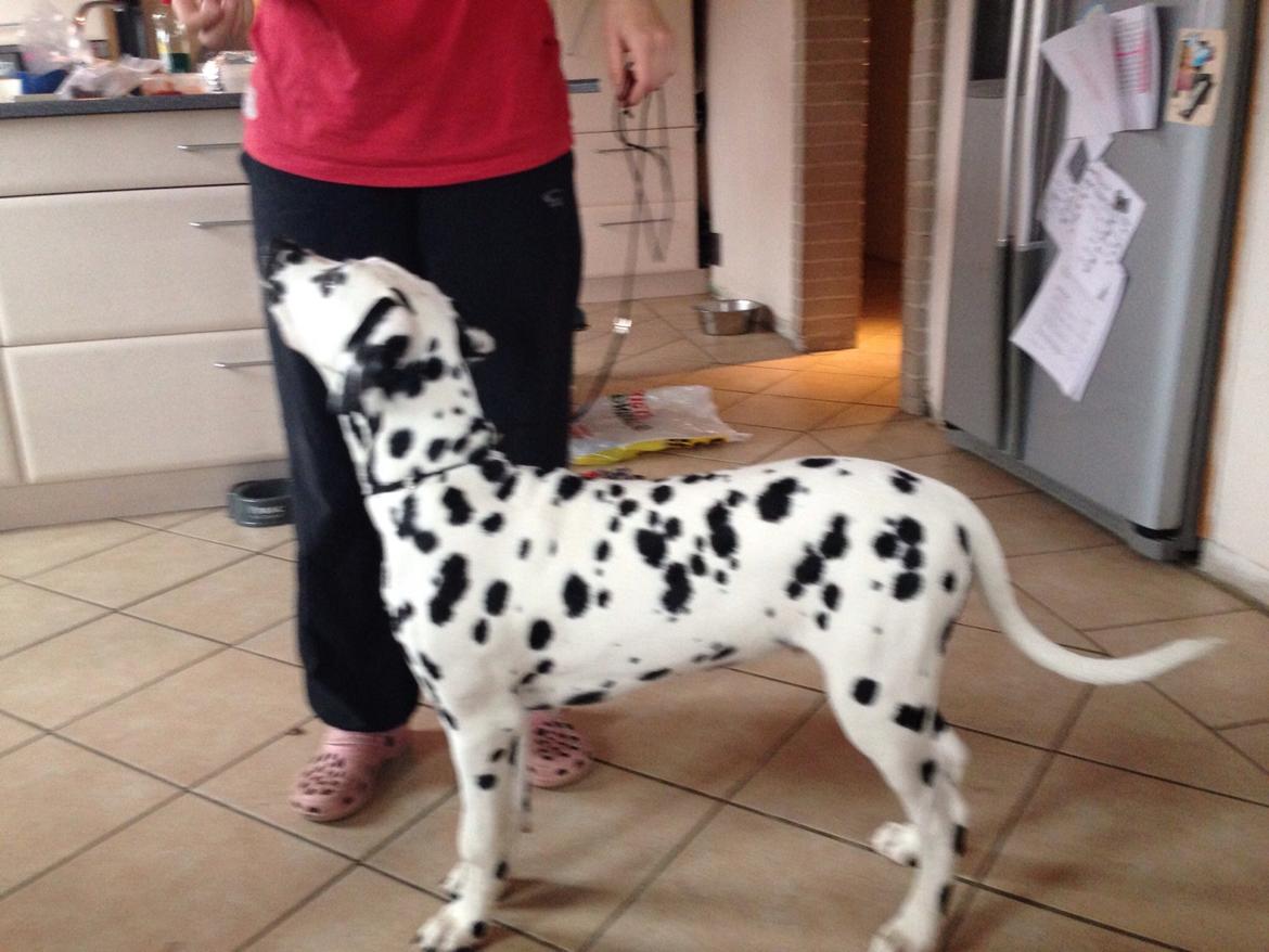 Dalmatiner Inky Gipsy Curias Jay Jay billede 2