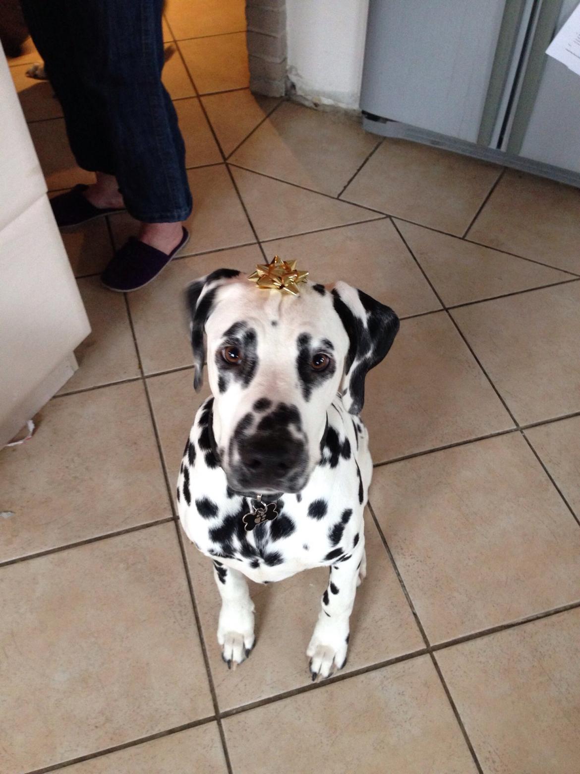 Dalmatiner Inky Gipsy Curias Jay Jay billede 1