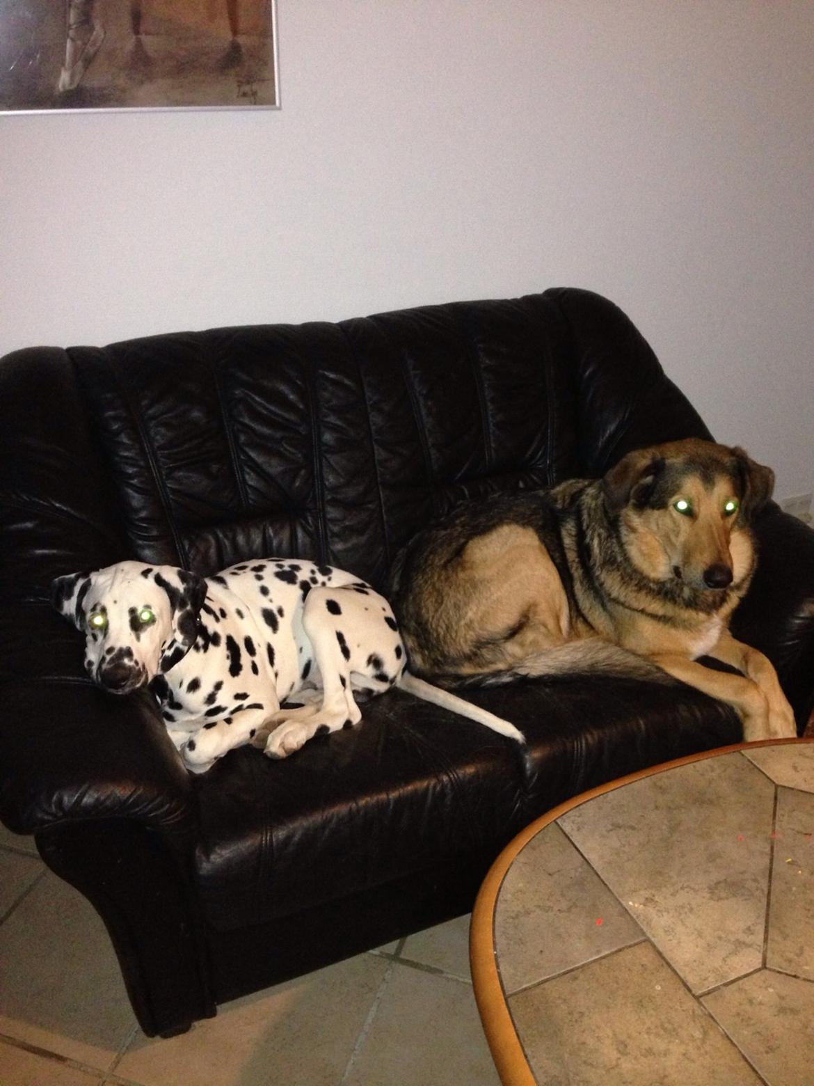 Dalmatiner Inky Gipsy Curias Jay Jay billede 4