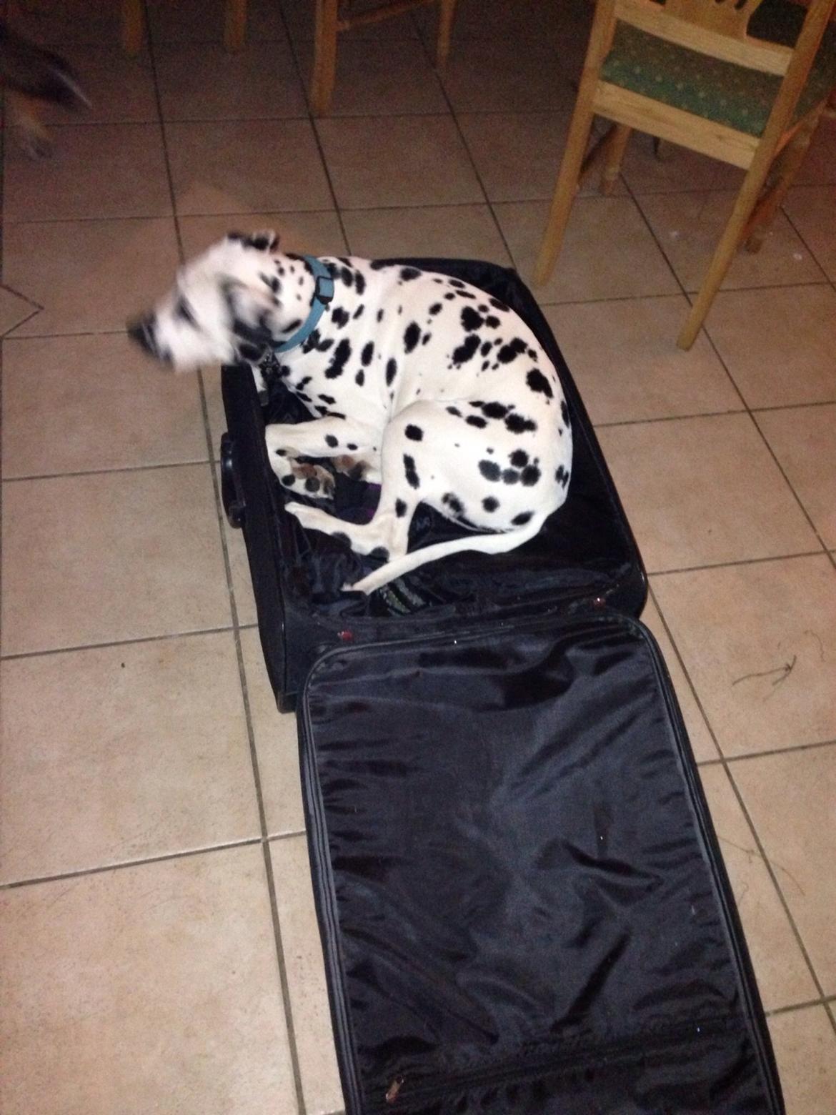 Dalmatiner Inky Gipsy Curias Jay Jay billede 6