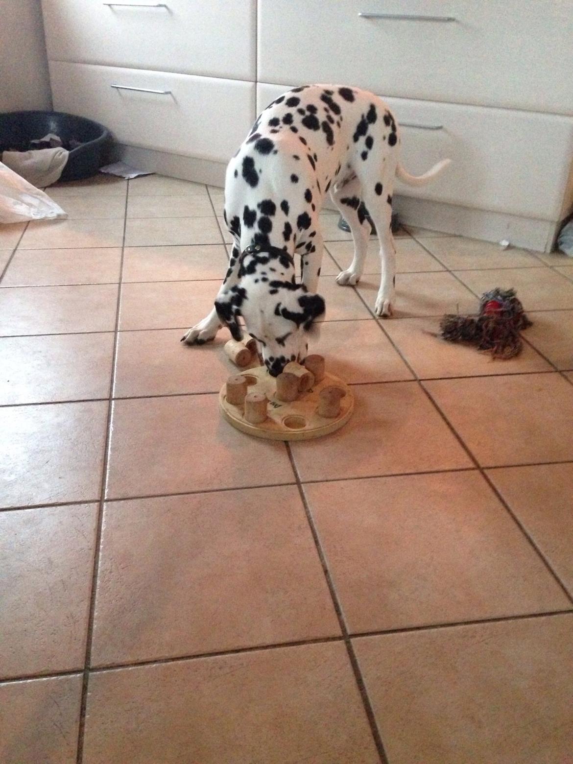 Dalmatiner Inky Gipsy Curias Jay Jay billede 7