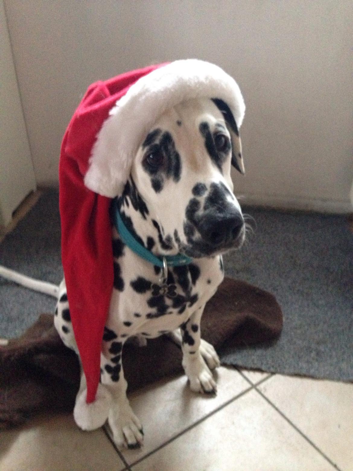 Dalmatiner Inky Gipsy Curias Jay Jay billede 8