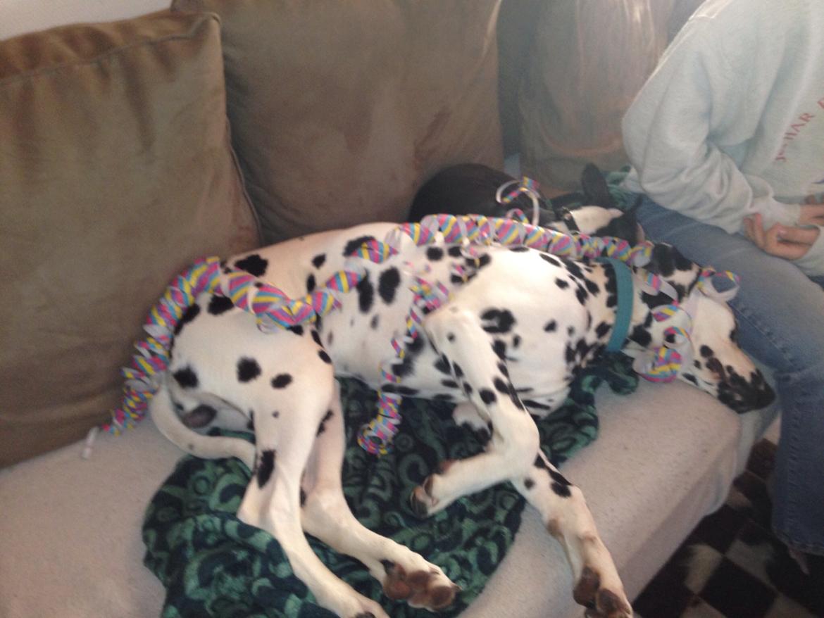 Dalmatiner Inky Gipsy Curias Jay Jay billede 9