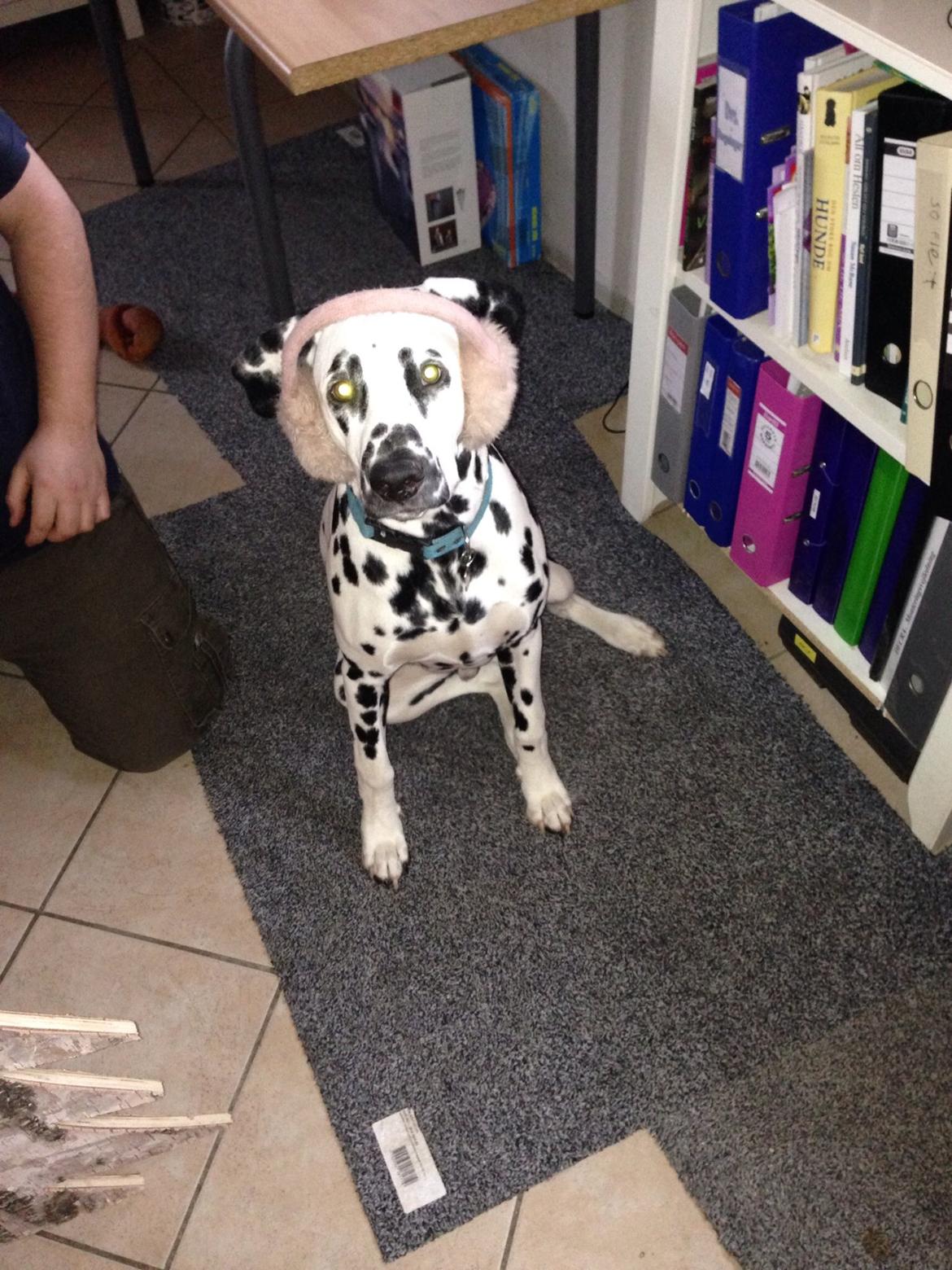 Dalmatiner Inky Gipsy Curias Jay Jay billede 10