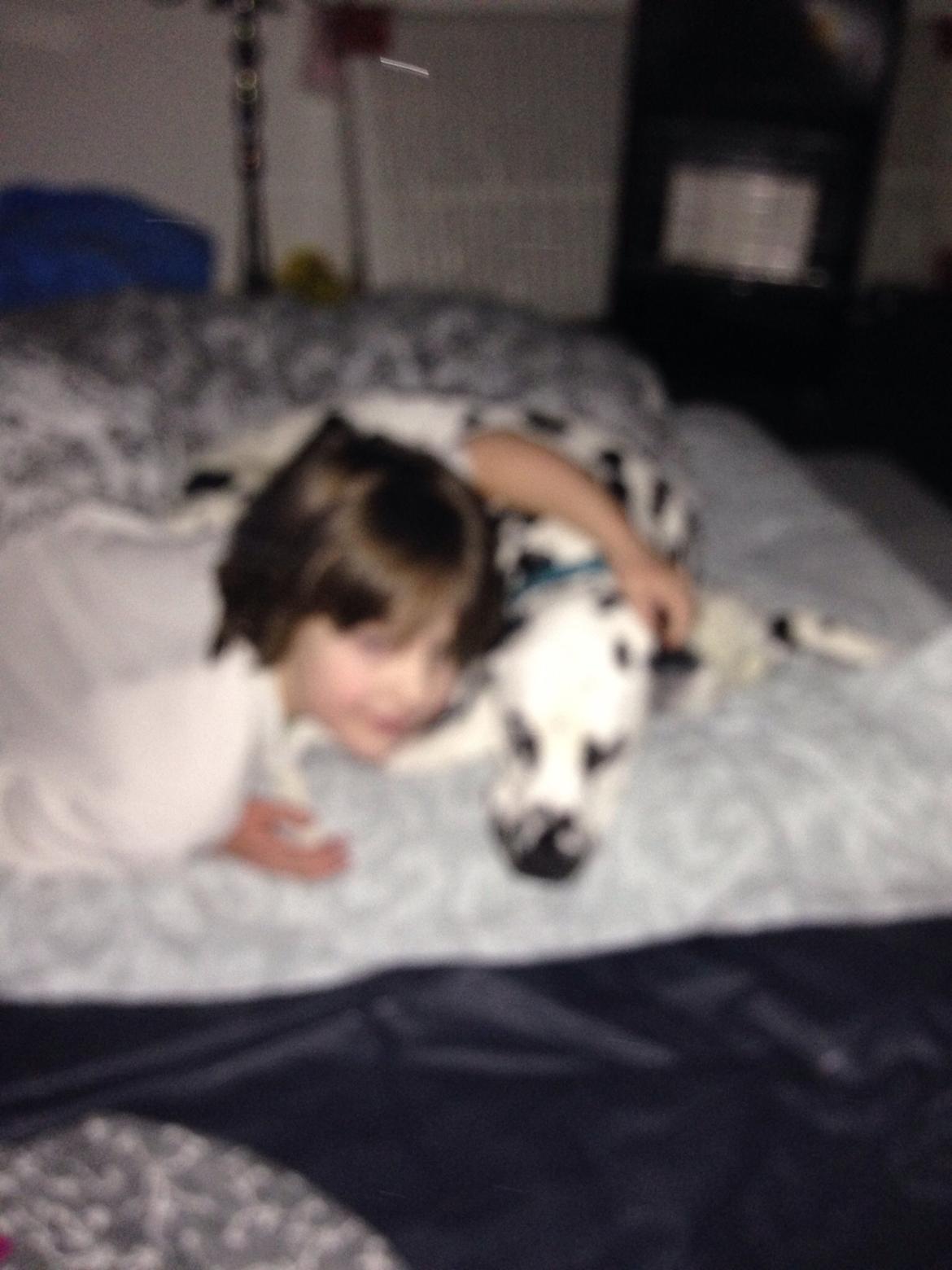 Dalmatiner Inky Gipsy Curias Jay Jay billede 11