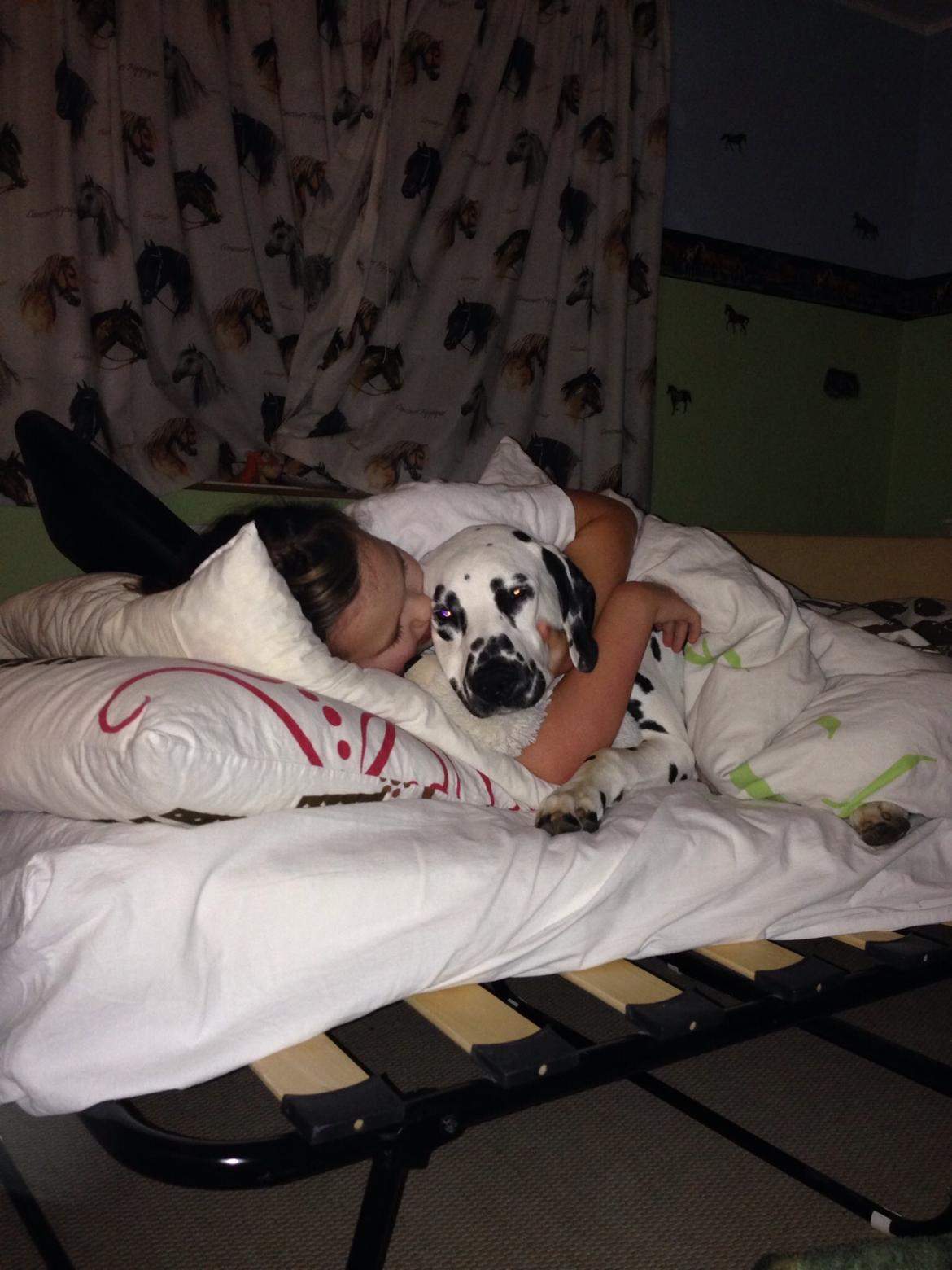 Dalmatiner Inky Gipsy Curias Jay Jay billede 12