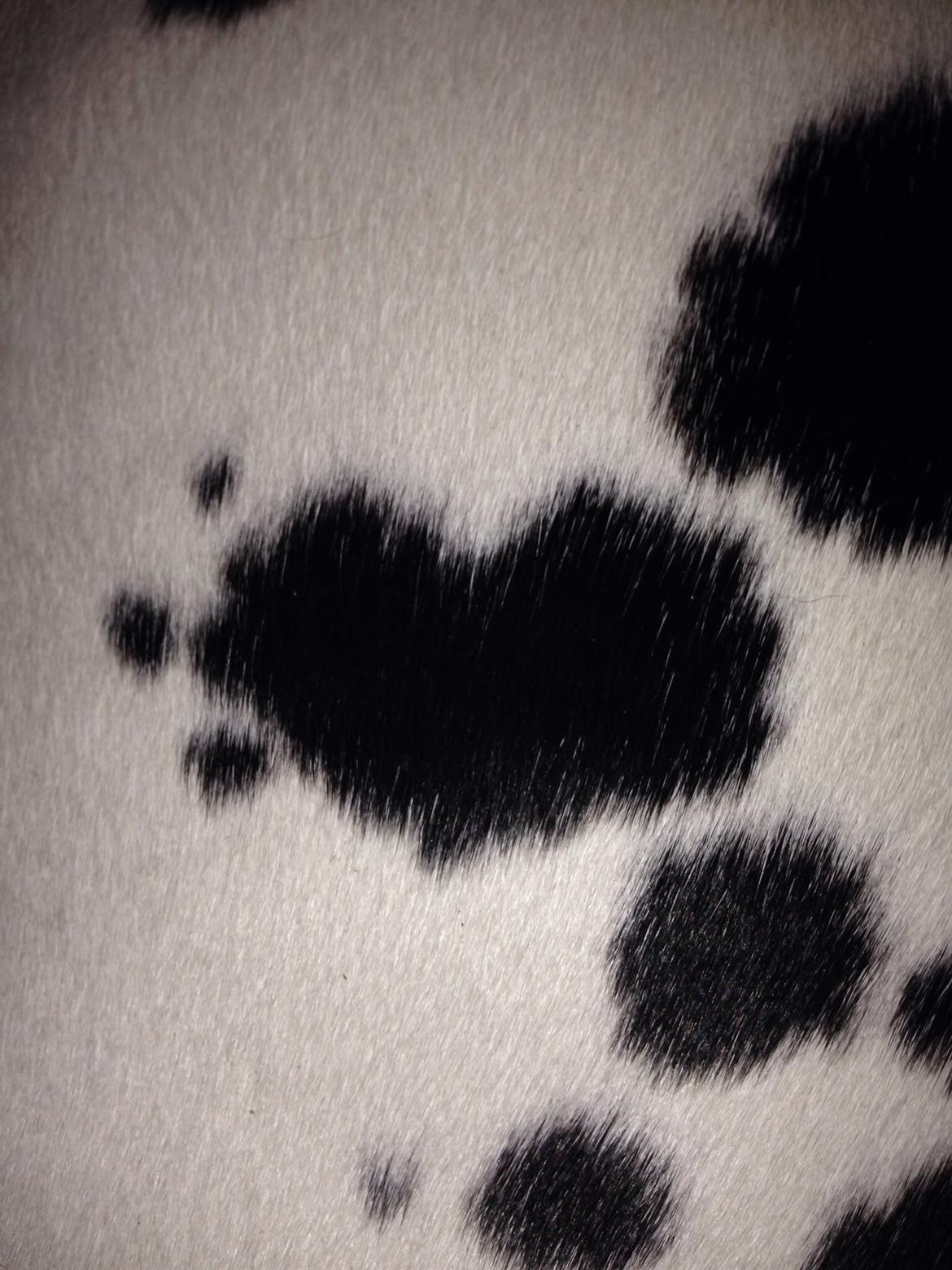 Dalmatiner Inky Gipsy Curias Jay Jay billede 13