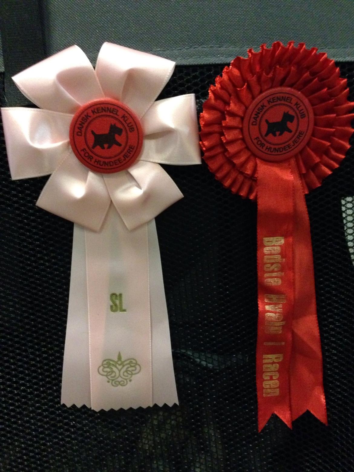 Dalmatiner Inky Gipsy Curias Jay Jay billede 14