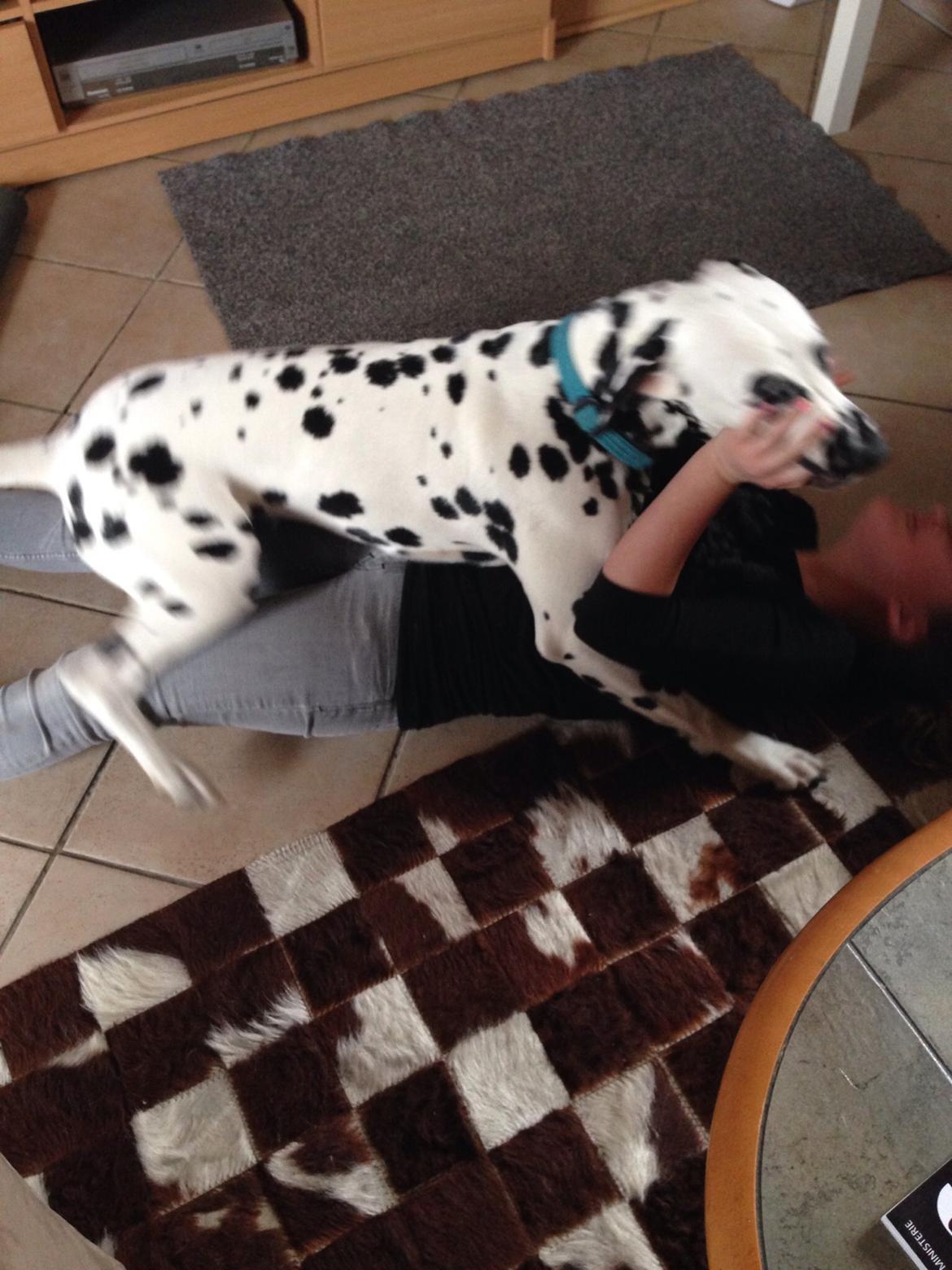 Dalmatiner Inky Gipsy Curias Jay Jay billede 15