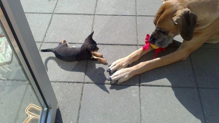 Chihuahua Prins billede 1