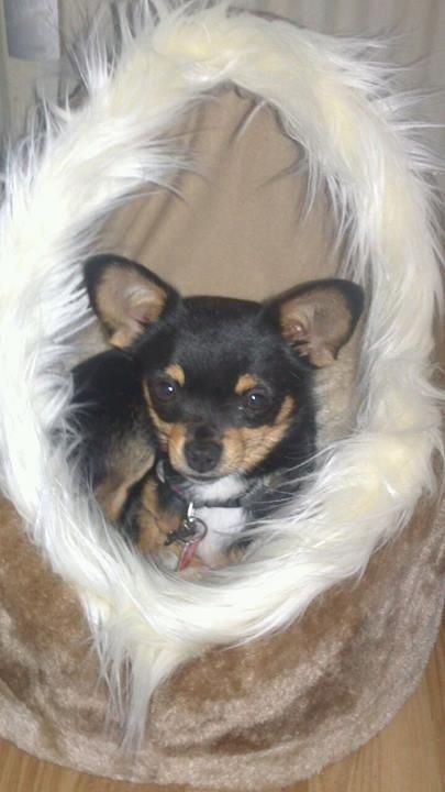 Chihuahua Prins billede 4