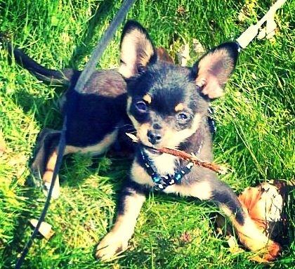 Chihuahua Prins billede 5