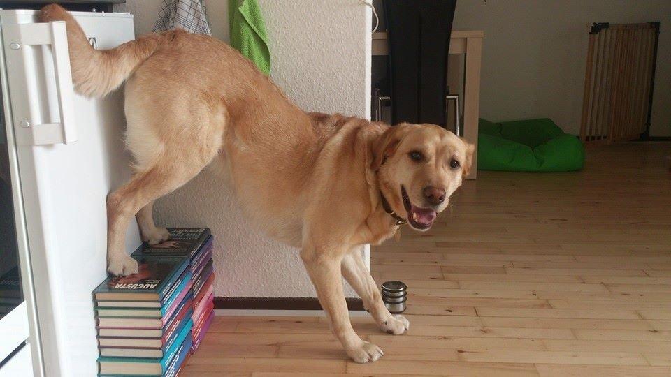 Labrador retriever Nico     31/08 billede 21