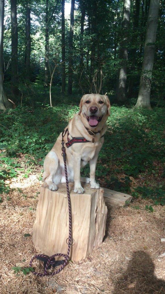 Labrador retriever Nico     31/08 billede 22