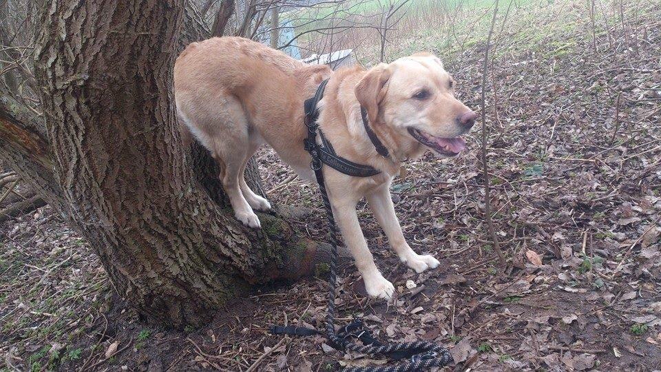 Labrador retriever Nico     31/08 billede 23