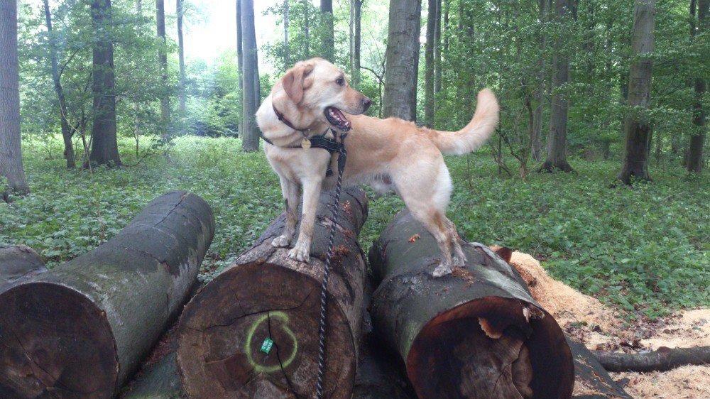 Labrador retriever Nico     31/08 billede 24