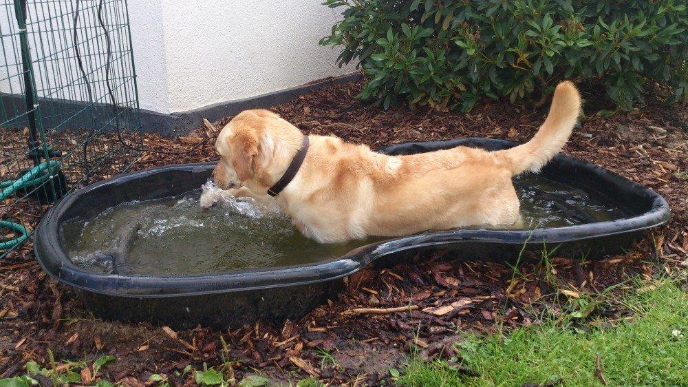 Labrador retriever Nico     31/08 billede 25