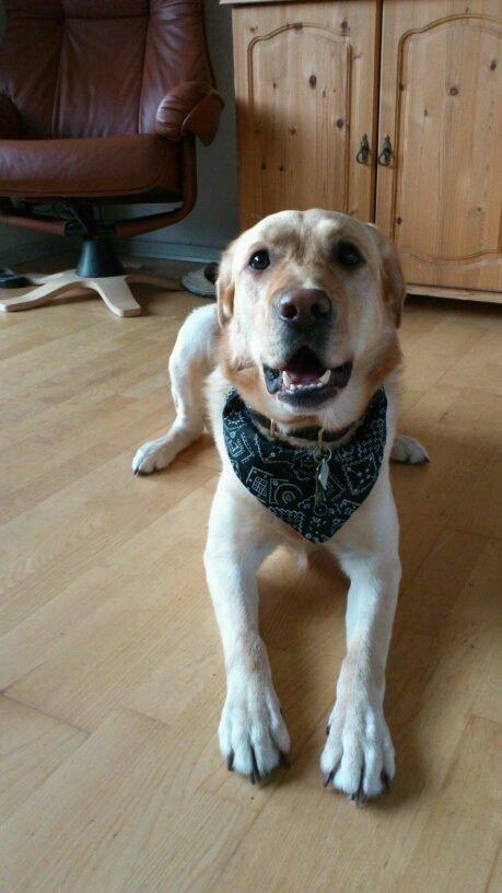 Labrador retriever Nico     31/08 billede 27