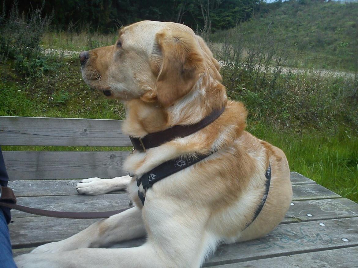 Labrador retriever Nico     31/08 billede 26