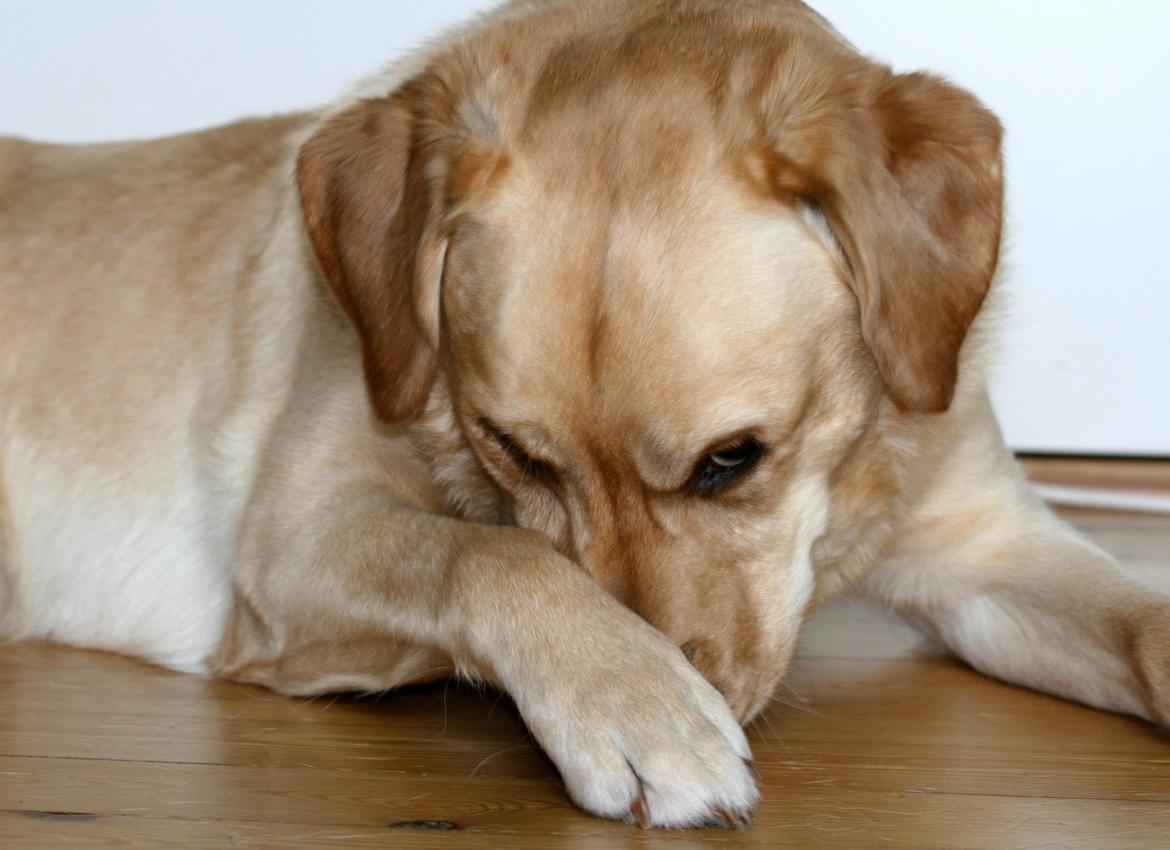 Labrador retriever Nico     31/08 billede 28