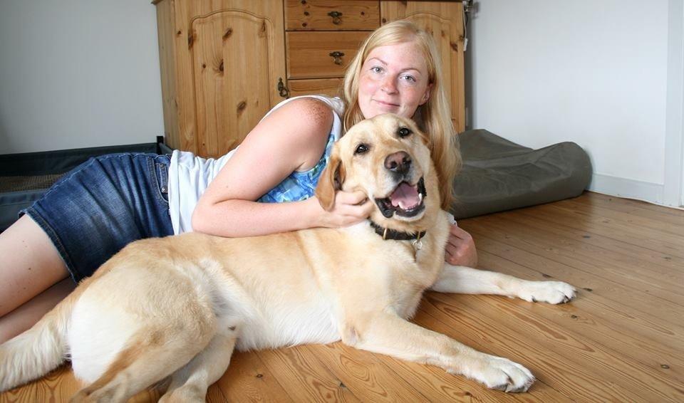 Labrador retriever Nico     31/08 billede 29