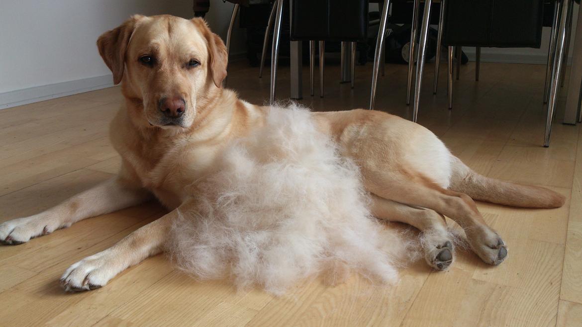 Labrador retriever Nico     31/08 billede 30