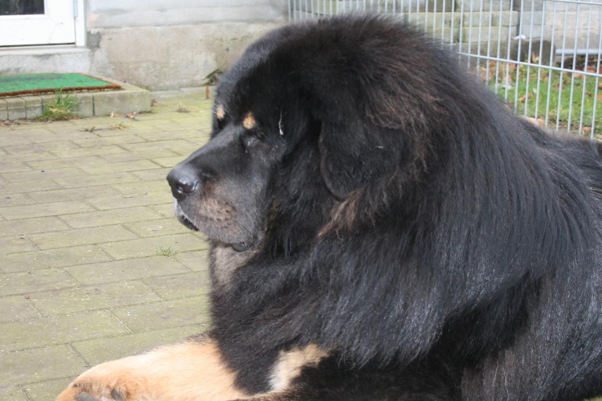 Tibetansk mastiff Ozzy billede 5