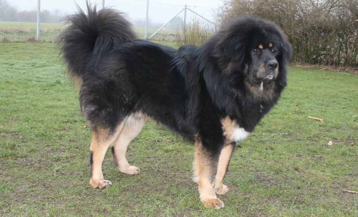 Tibetansk mastiff Ozzy billede 6