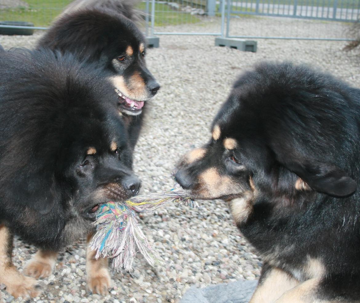 Tibetansk mastiff Ozzy billede 7