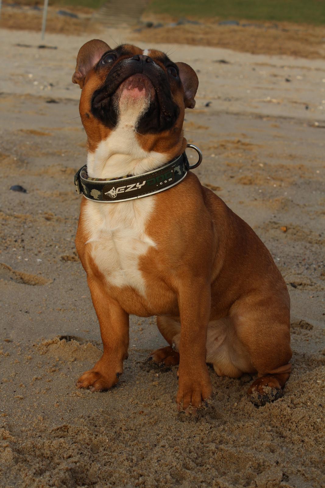 Fransk bulldog Arnold - 10 måneder gammel - 4. Marts 2014 billede 25