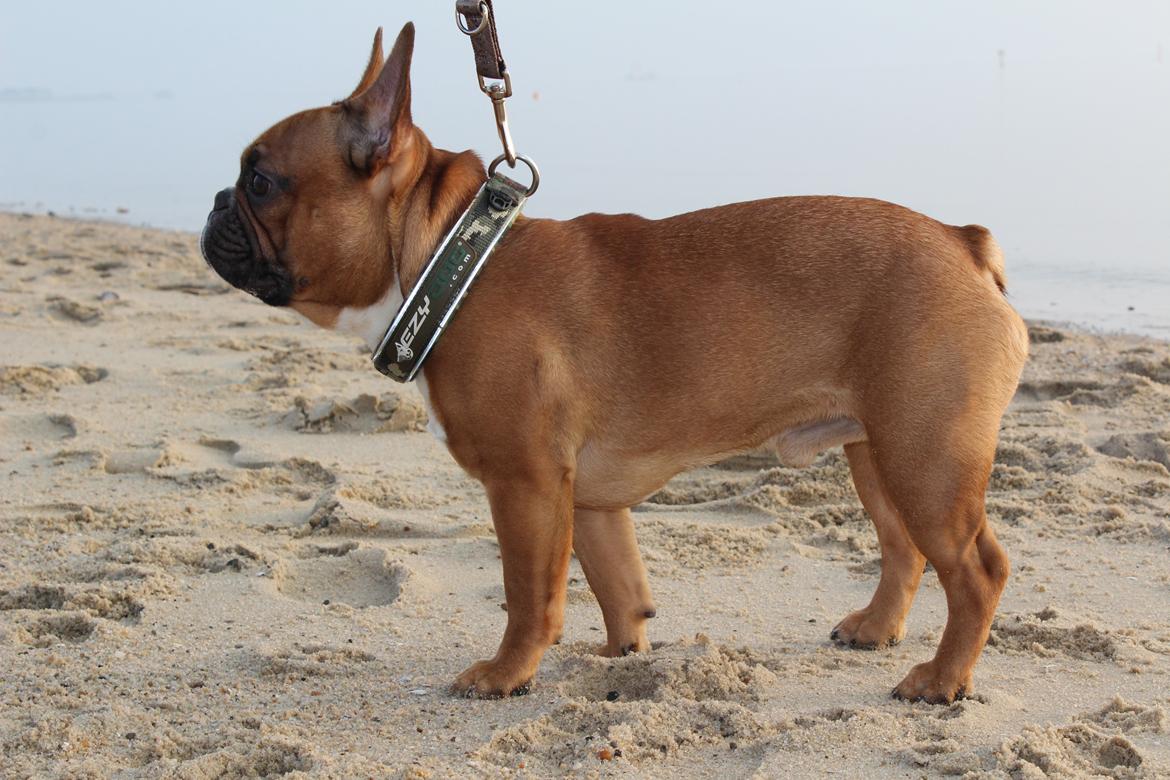 Fransk bulldog Arnold - 10 måneder gammel - 4. Marts 2014 billede 24