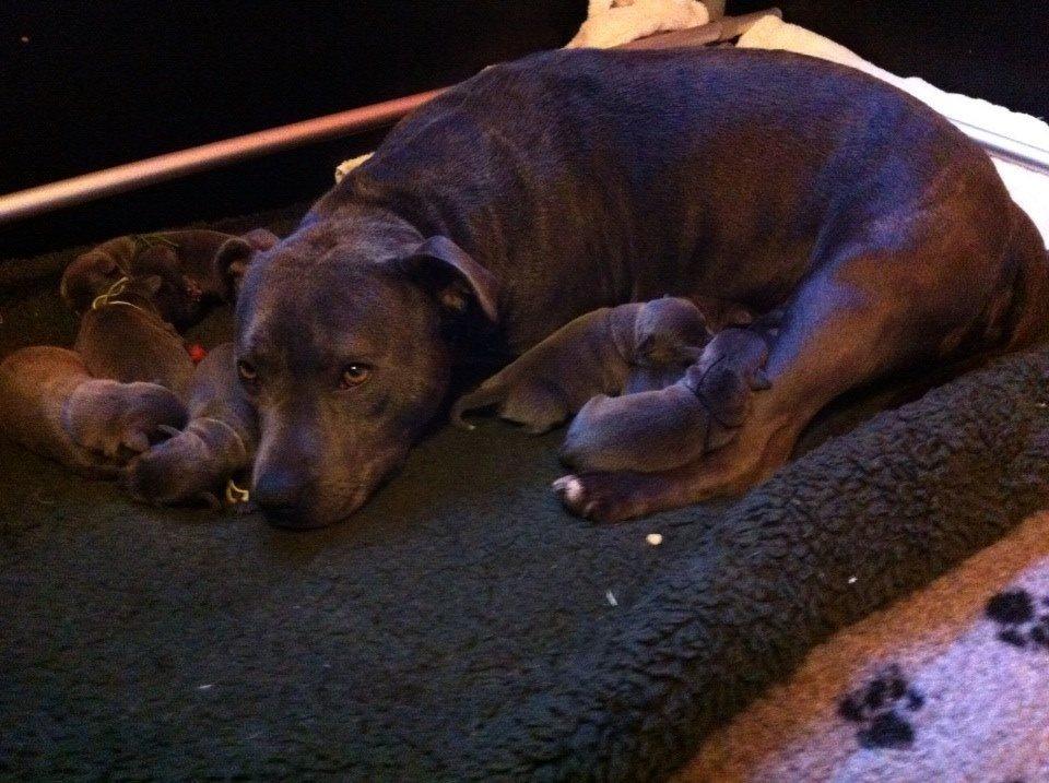 Staffordshire bull terrier Magnificent Blue Ninja - Milton - Moren billede 2